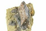 Fossil Triceratops Shed Tooth in Sandstone - Wyoming #379871-1